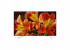 Sony KD49XF8599BAEP